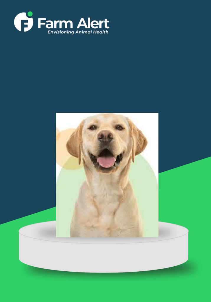 DOG BOARDING