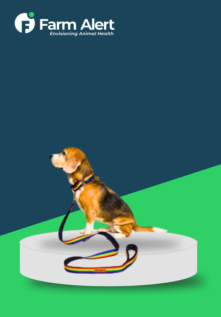 RAINBOW HARNESS & LEASH (S)