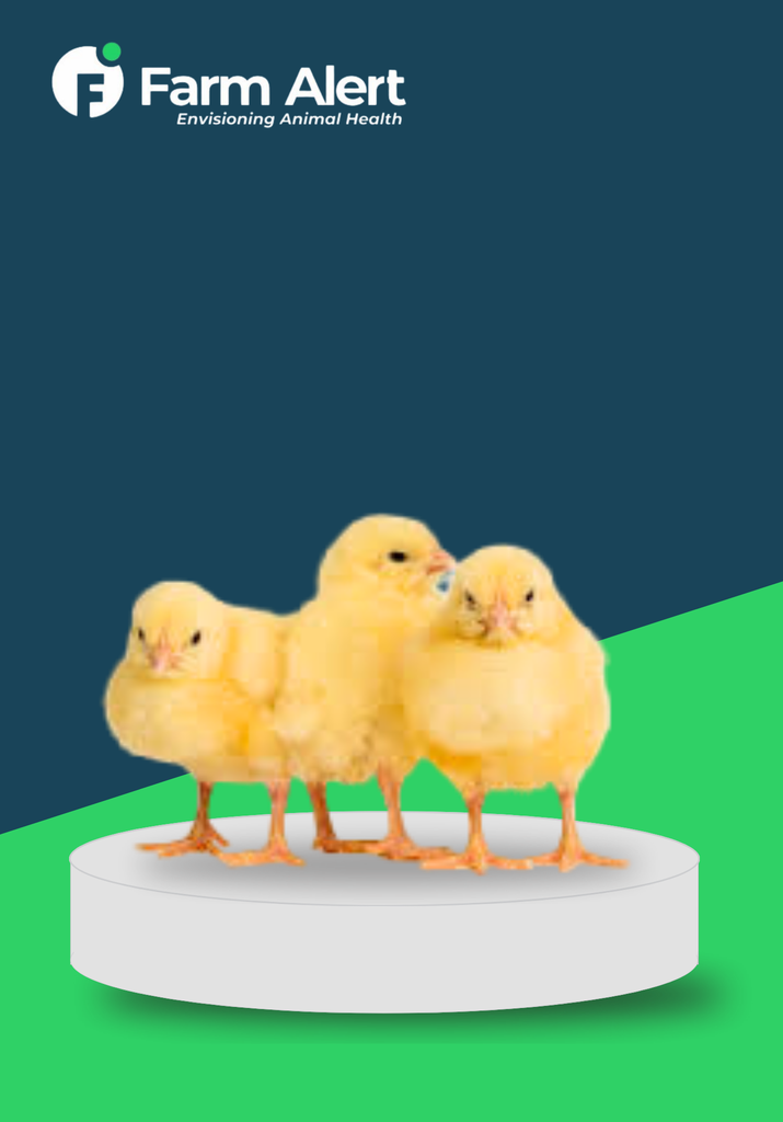 DOC(DAY OLD CHICK)